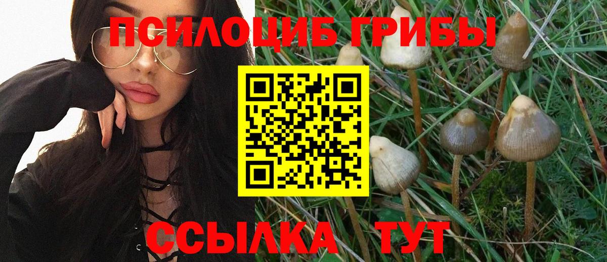Галлюциногенные грибы Psilocybe Кимовск